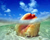 Conch shell in the water