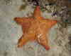 Long Island starfish