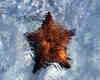 Starfish in the Caribbean side of the island