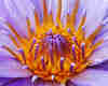 Bahamas Water Lilly